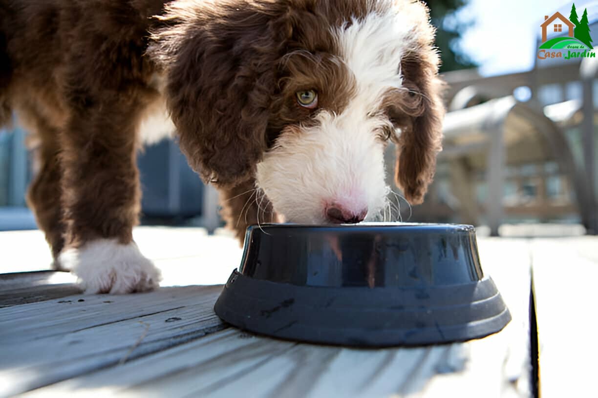 Perro comiendo pienso GranKam Mantenimiento